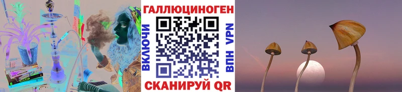 Псилоцибиновые грибы Psilocybe  Купить где  Новоузенск 